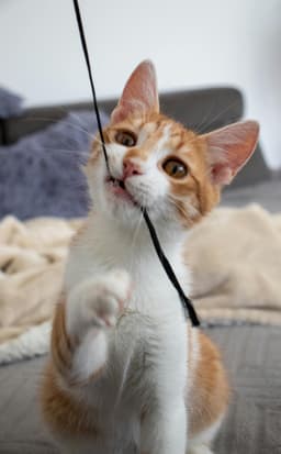 Pet emotions