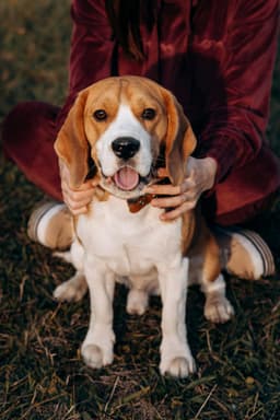 Pet emotions