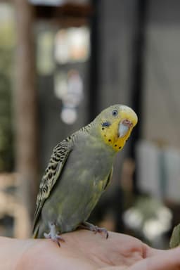 Pet behavior
